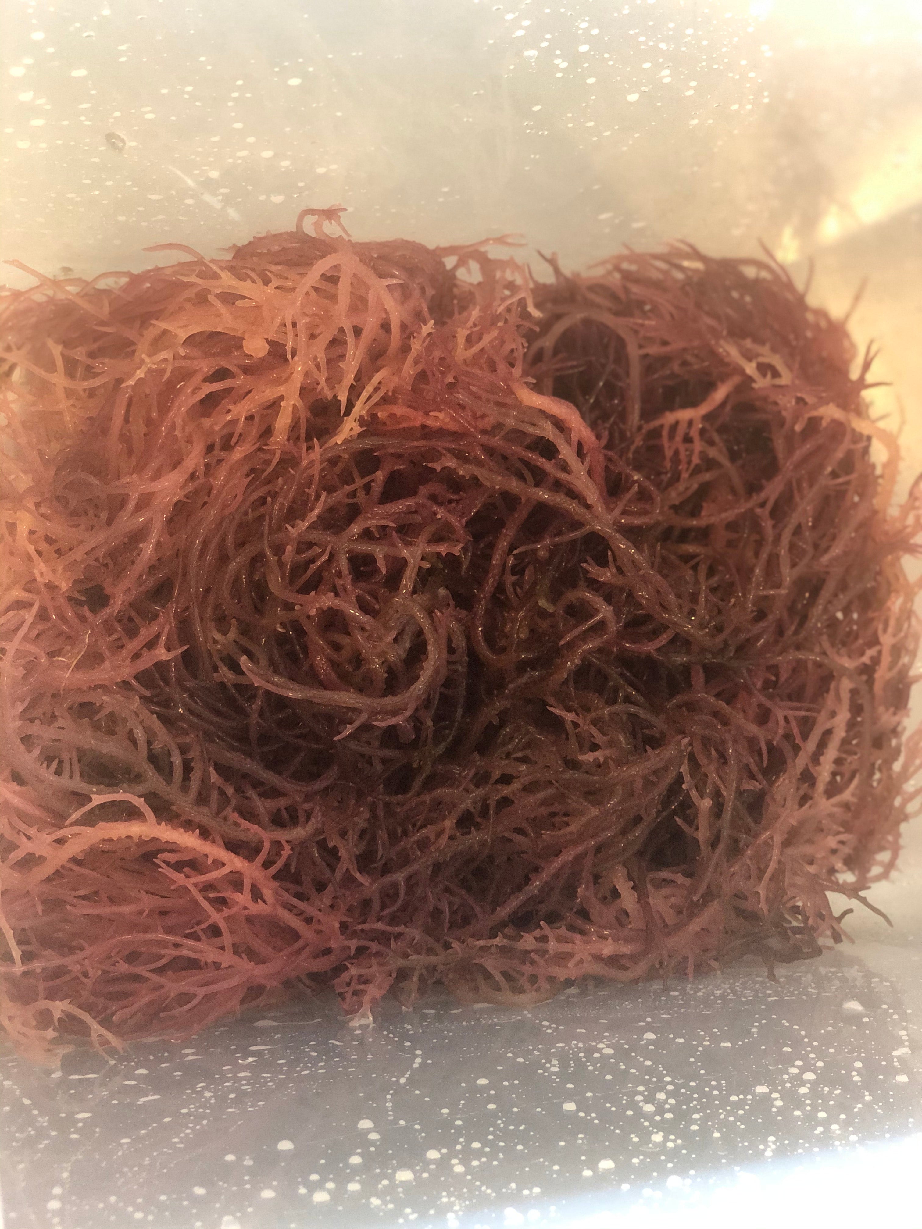 Purple Sea Moss - 4 ounces