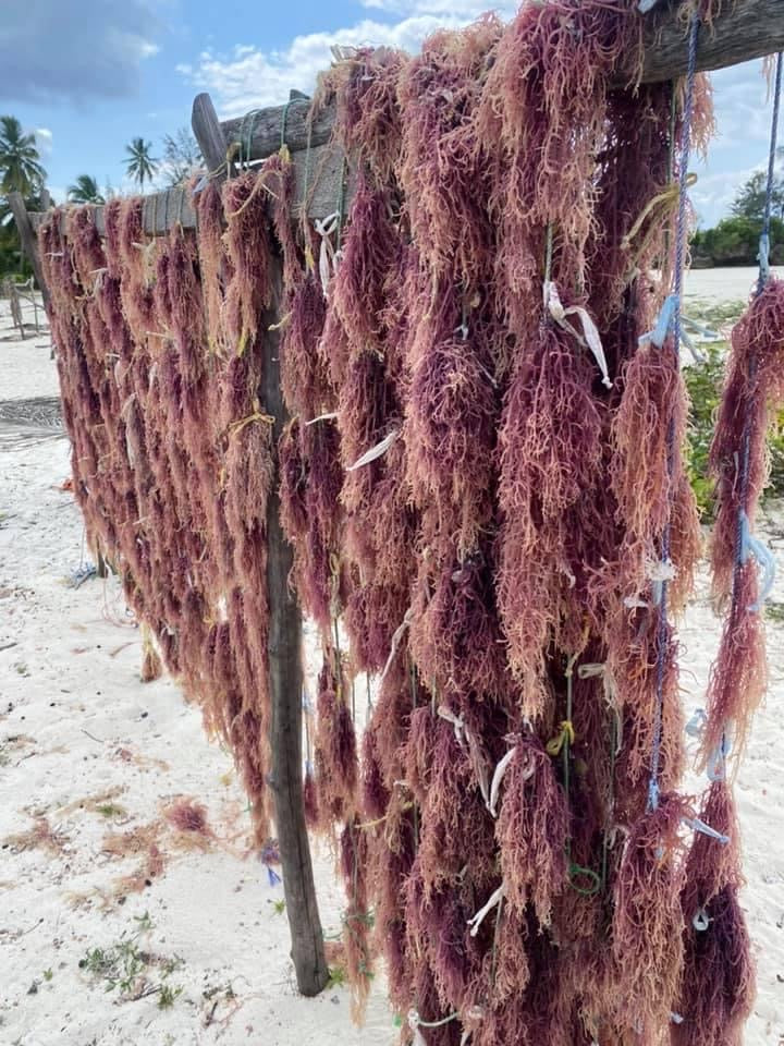 100 Pound Purple Sea Moss